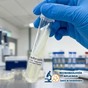 Bacillus subtilis, cepa bacteriana